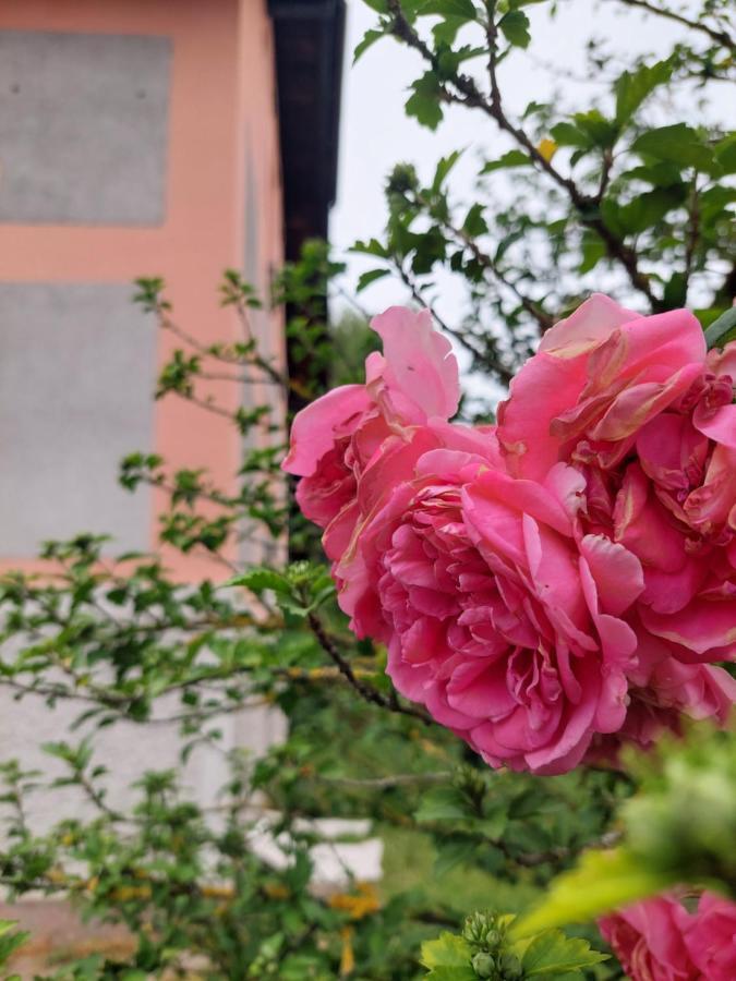 Accommodatie bij particulieren R24 - Rose House Ljubljana
