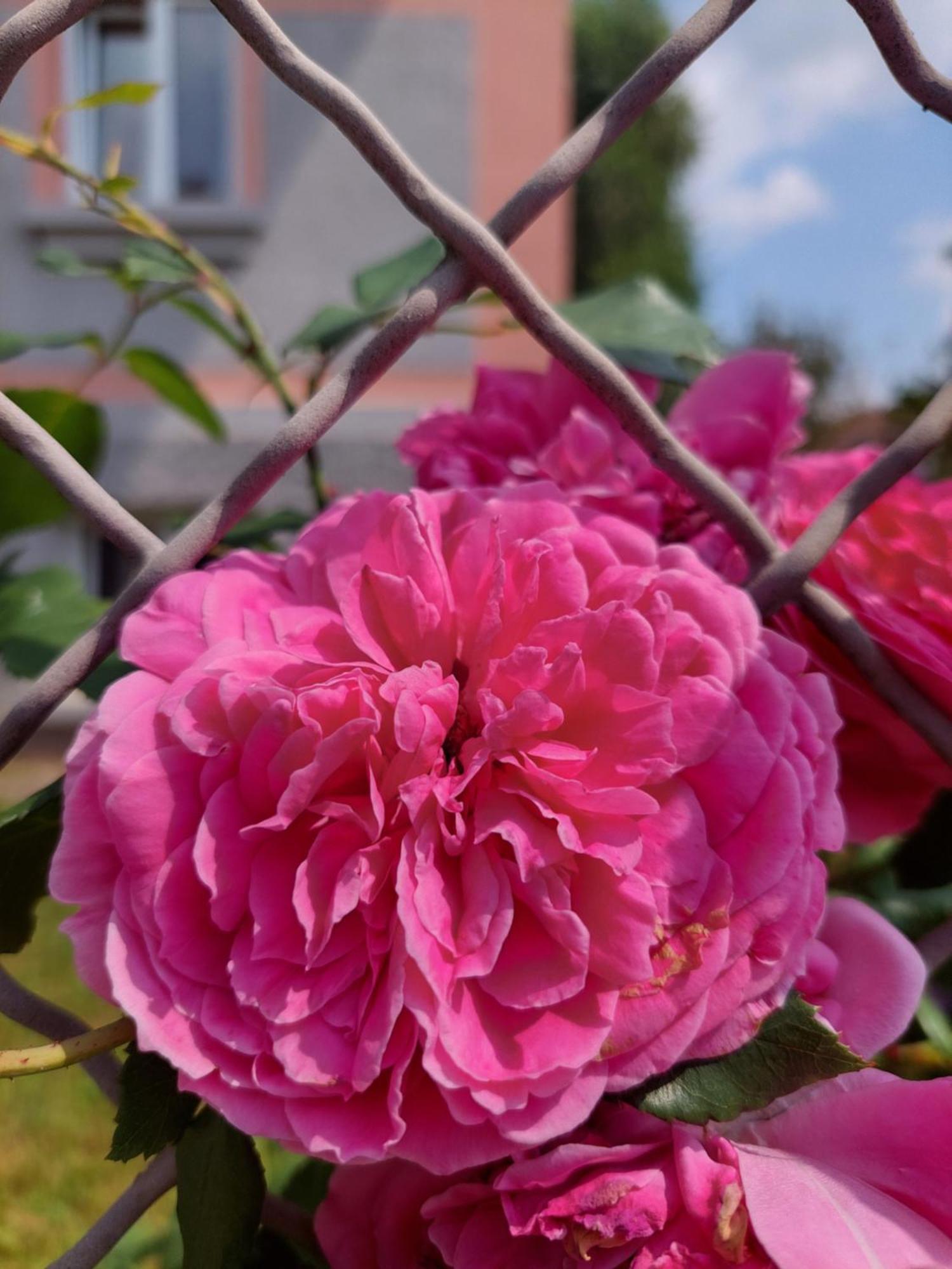 Accommodatie bij particulieren R24 - Rose House *
